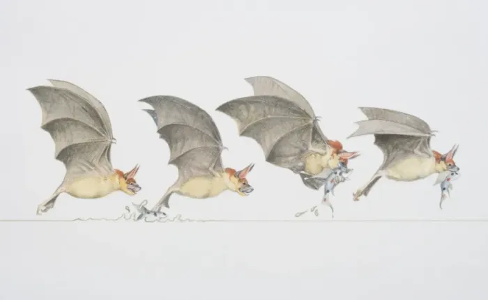 Framed Print : Four stages of bat swooping down to grab a fish out of the water, side view Framed Print : Four stages of bat swooping down to grab a fish out of the water, side view