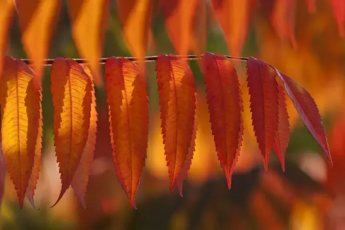 Framed Print : Staghorn Sumac -Rhus typhina-, autumnal foliage, Germany Framed Print : Staghorn Sumac -Rhus typhina-, autumnal foliage, Germany