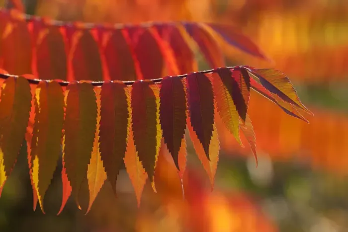 Framed Print : Staghorn Sumac -Rhus typhina-, autumnal foliage, Germany Framed Print : Staghorn Sumac -Rhus typhina-, autumnal foliage, Germany