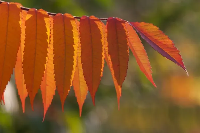 Framed Print : Staghorn Sumac -Rhus typhina-, autumnal foliage, Germany