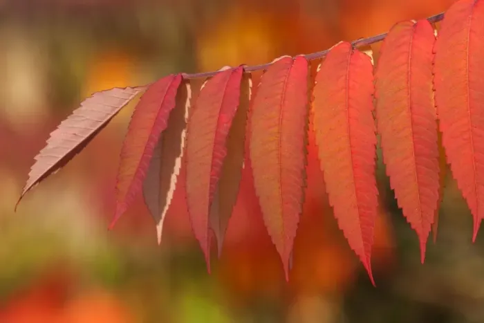 Framed Print : Staghorn Sumac -Rhus typhina-, autumnal foliage, Germany