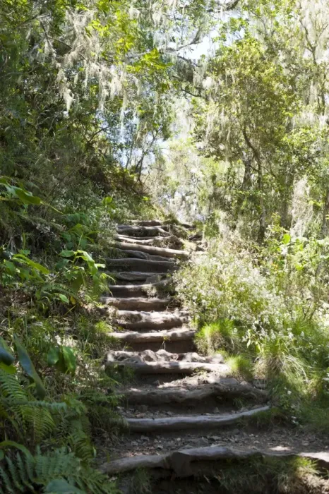 Framed Print : Stairs, hiking trail through a jungle, near Cilaos, La Reunion, Reunion Framed Print : Stairs, hiking trail through a jungle, near Cilaos, La Reunion, Reunion