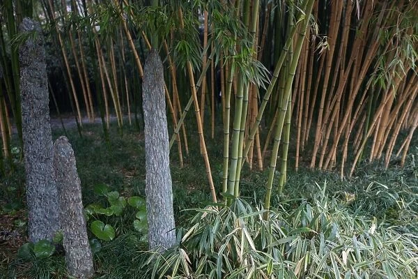 Stalagmite and Bamboo Grove, Yangzhou, Jiangsu, China