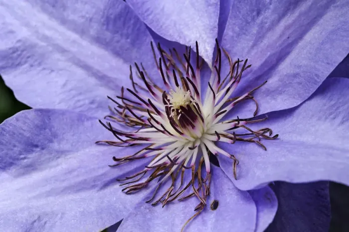 Framed Print : Stamens of a Clematis -Clematis-, hybrid, Bavaria, Germany Framed Print : Stamens of a Clematis -Clematis-, hybrid, Bavaria, Germany