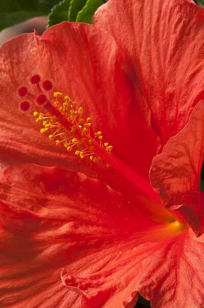 Stamens of a hibiscus flower -Hibiscus-, Bavaria, Germany