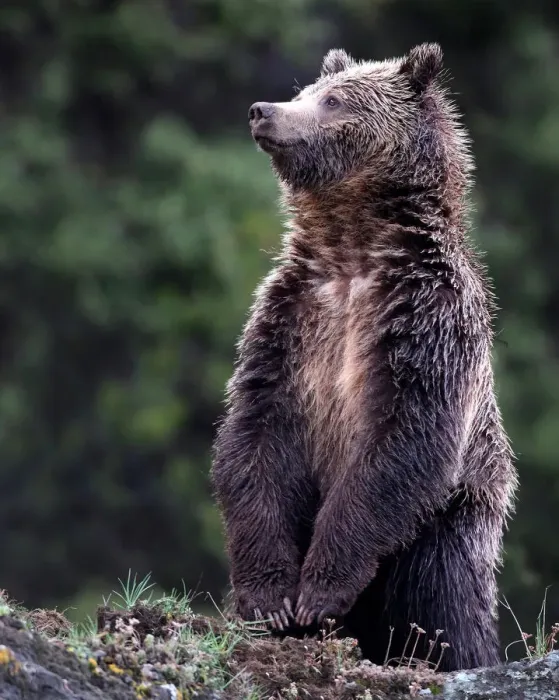 Framed Print : Standing Grizzly Bear Framed Print : Standing Grizzly Bear