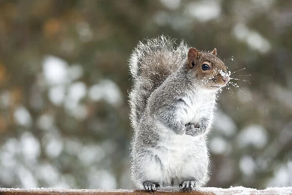 Standing Squirrel