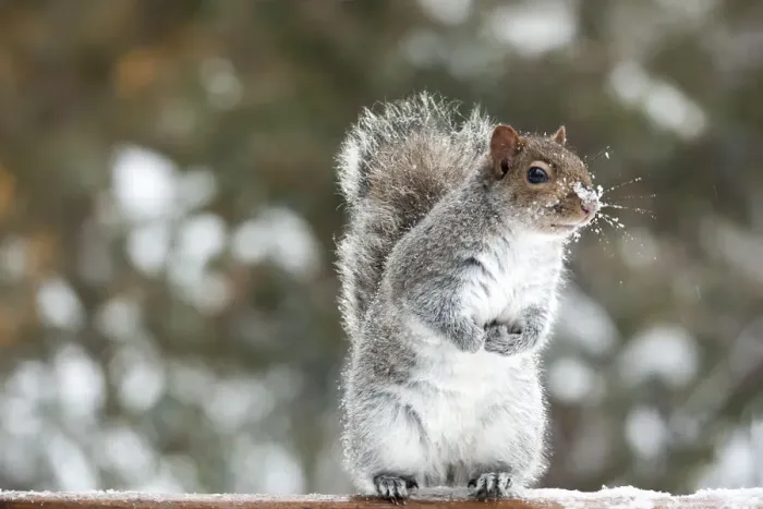 Framed Print : Standing Squirrel Framed Print : Standing Squirrel