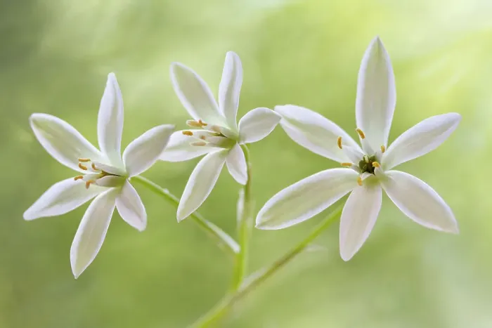 Framed Print : Star of Bethlehem Framed Print : Star of Bethlehem