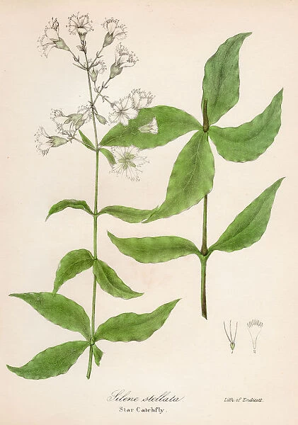 Star catchfly plant botanical engraving 1843