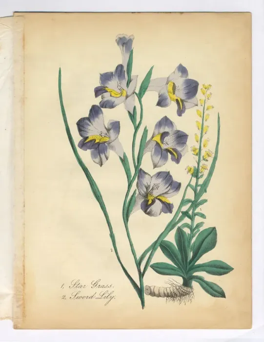 Framed Print : Star Grass and Sword Lily Victorian Botanical Illustration Framed Print : Star Grass and Sword Lily Victorian Botanical Illustration