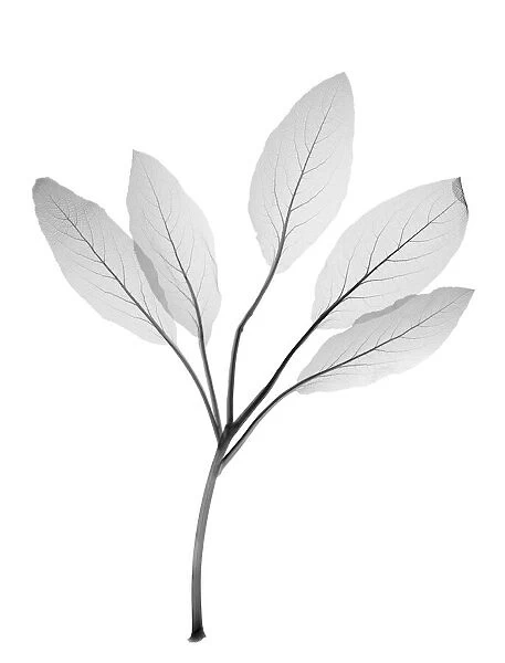Five starchy leaves, X-ray