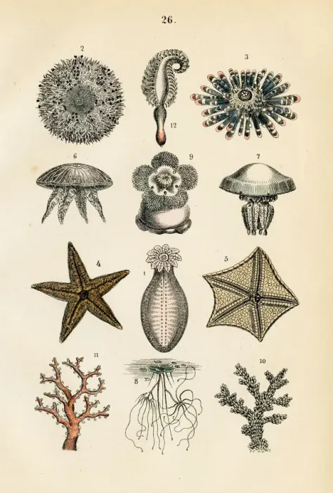 Framed Print : Starfish, coral, sea anemones engraving 1872
