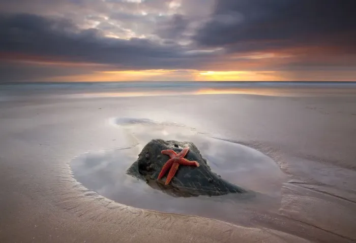 Framed Print : Starfish on rock at sunset Framed Print : Starfish on rock at sunset