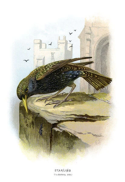 Starling. Vintage colour lithograph from 1883 of a starling