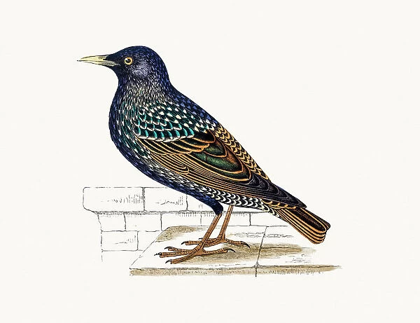 Starling Bird. A photograph of an original hand-colored engraving