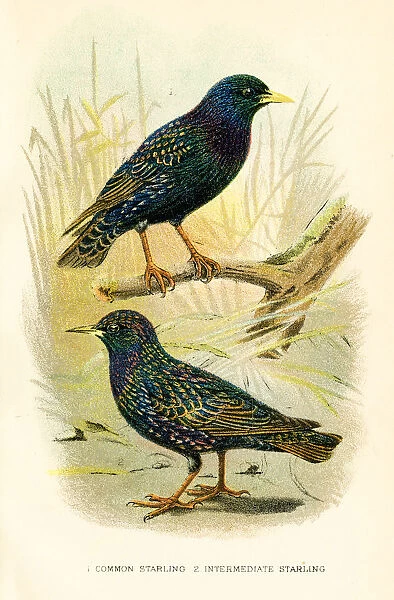 Starling birds engraving 1896