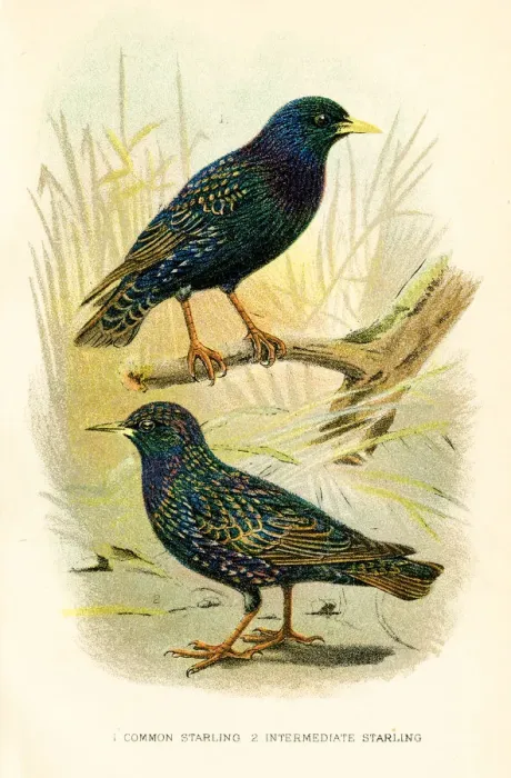 Framed Print : Starling birds engraving 1896 Framed Print : Starling birds engraving 1896