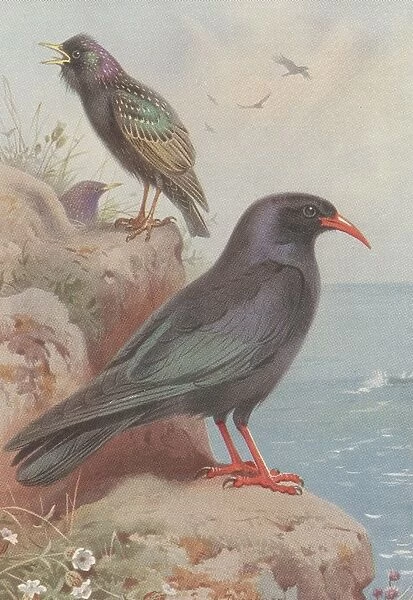 Starling And Chough