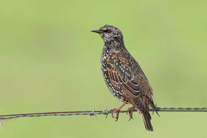 Framed Print : Starling, Common Starling (Sturnus vulgaris) in winter, sitting on barbed wire of a pasture fence, Ochsen Moor, Duemmer nature park Park, Lower Saxony, Germany Framed Print : Starling, Common Starling (Sturnus vulgaris) in winter, sitting on barbed wire of a pasture fence, Ochsen Moor, Duemmer nature park Park, Lower Saxony, Germany