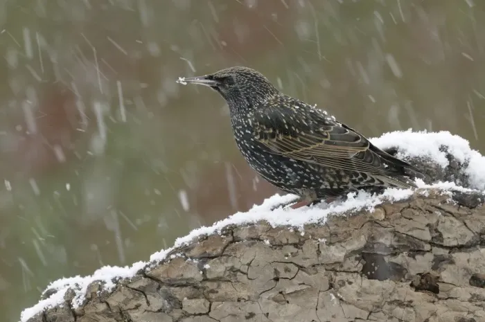 Framed Print : Starling -Sturnus vulgaris- Framed Print : Starling -Sturnus vulgaris-