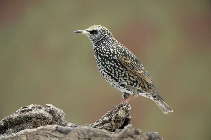 Framed Print : Starling -Sturnus vulgaris- Framed Print : Starling -Sturnus vulgaris-