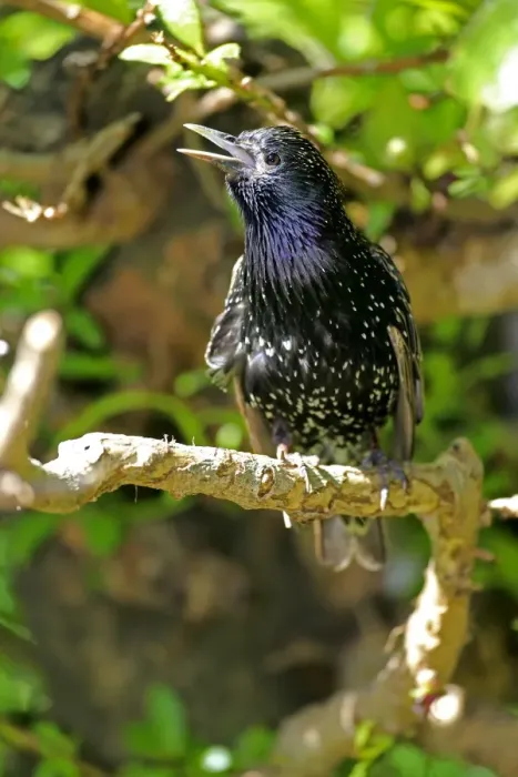 Framed Print : Starling -Sturnus vulgaris-, adult in breeding plumage, preched on a tree, singing, Western Cape, South Africa Framed Print : Starling -Sturnus vulgaris-, adult in breeding plumage, preched on a tree, singing, Western Cape, South Africa