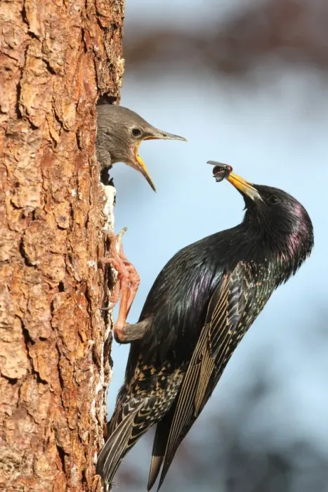 Framed Print : Starling -Sturnus vulgaris-, adult feeding young birds at nesting site, Allgaeu region, Bavaria, Germany, Europe