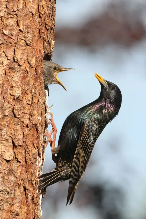 Framed Print : Starling -Sturnus vulgaris-, adult feeding young birds at nesting site, Allgaeu region, Bavaria, Germany, Europe Framed Print : Starling -Sturnus vulgaris-, adult feeding young birds at nesting site, Allgaeu region, Bavaria, Germany, Europe