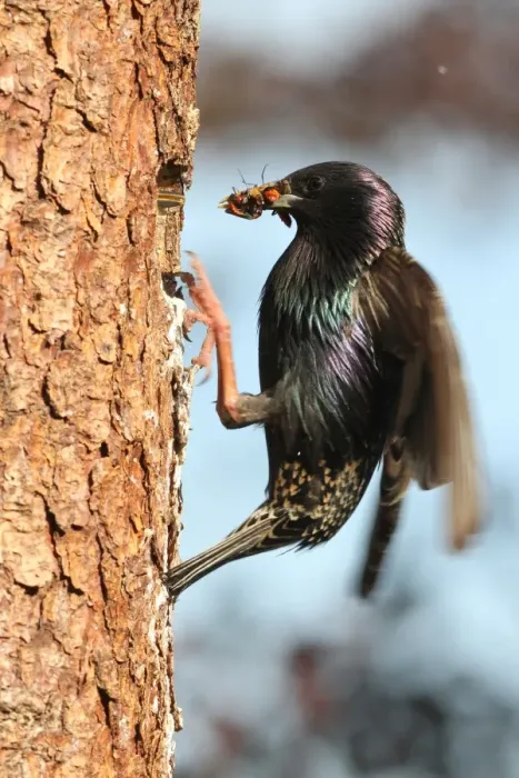 Framed Print : Starling -Sturnus vulgaris- with beak full of food at the nesting hole, Allgaeu region, Bavaria, Germany, Europe Framed Print : Starling -Sturnus vulgaris- with beak full of food at the nesting hole, Allgaeu region, Bavaria, Germany, Europe