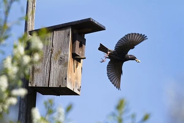 Starling (Sturnus vulgaris) carrying faeces away from a nest box in a garden, Bavaria, Germany, Europe