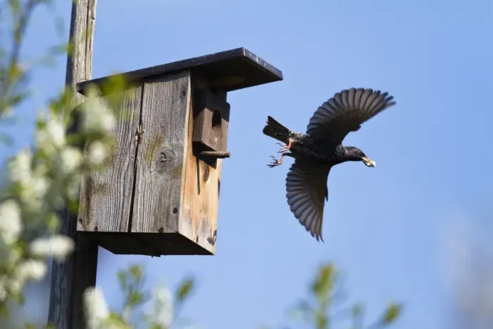 Framed Print : Starling (Sturnus vulgaris) carrying faeces away from a nest box in a garden, Bavaria, Germany, Europe Framed Print : Starling (Sturnus vulgaris) carrying faeces away from a nest box in a garden, Bavaria, Germany, Europe