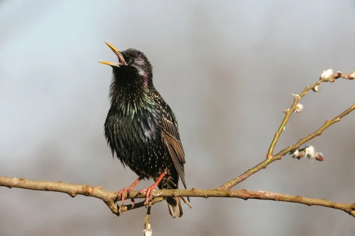 Framed Print : Starling -Sturnus vulgaris-, displaying courtship, singing, Allgaeu, Bavaria, Germany, Europe