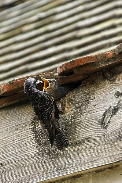 Starling -Sturnus vulgaris- feeding its chick in the nest, Middle Franconia, Bavaria, Germany