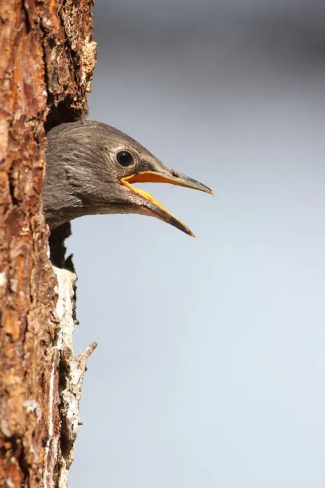 Framed Print : Starling -Sturnus vulgaris- leaving its nesting hole in a Norway spruce -Picea abies-, Allgaeu, Bavaria, Germany, Europe Framed Print : Starling -Sturnus vulgaris- leaving its nesting hole in a Norway spruce -Picea abies-, Allgaeu, Bavaria, Germany, Europe