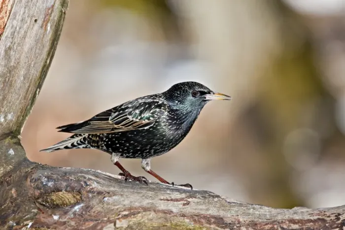 Framed Print : Starling -Sturnus vulgaris-, near Lake Federsee, Baden-Wuerttemberg, Germany, Europe Framed Print : Starling -Sturnus vulgaris-, near Lake Federsee, Baden-Wuerttemberg, Germany, Europe