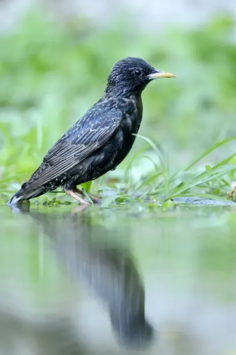 Framed Print : Starling -Sturnus vulgaris- standing beside a pond, Rhodopes, Bulgaria Framed Print : Starling -Sturnus vulgaris- standing beside a pond, Rhodopes, Bulgaria