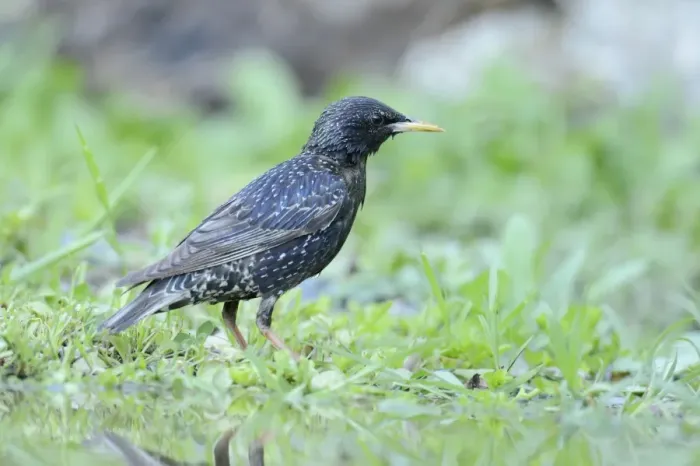 Framed Print : Starling -Sturnus vulgaris- standing beside a pond, Rhodopes, Bulgaria Framed Print : Starling -Sturnus vulgaris- standing beside a pond, Rhodopes, Bulgaria