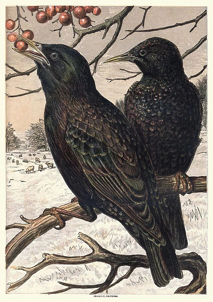 Starlings eating berries, 1870