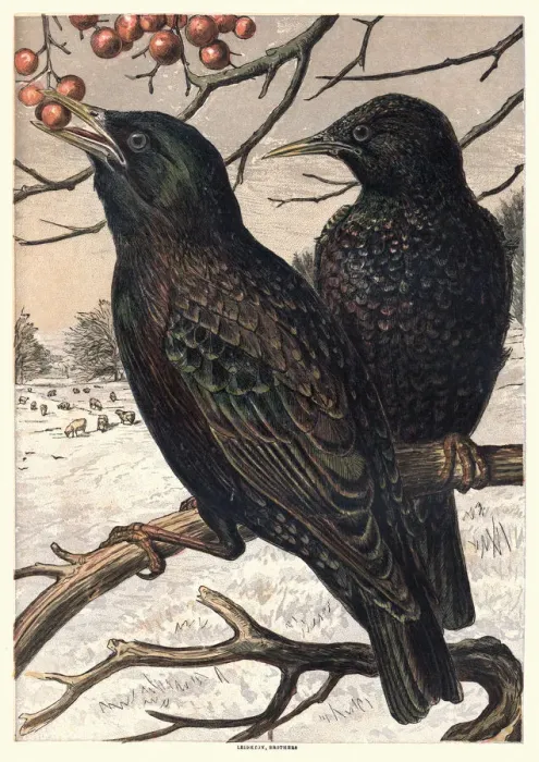 Framed Print : Starlings eating berries, 1870 Framed Print : Starlings eating berries, 1870