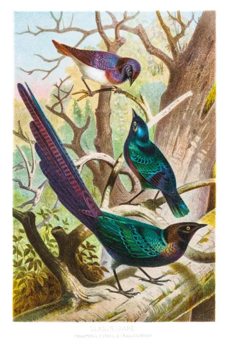 Framed Print : Starlings illustration 1882 Framed Print : Starlings illustration 1882
