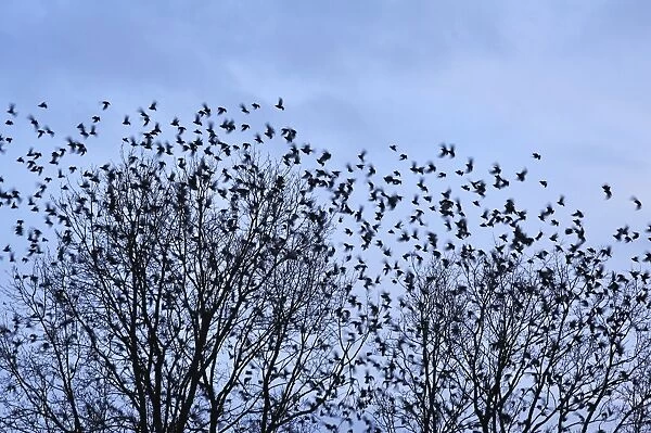 Starlings -Sturnus vulgaris-, flock, return of migratory birds in spring, Eckental, Middle Franconia, Bavaria, Germany