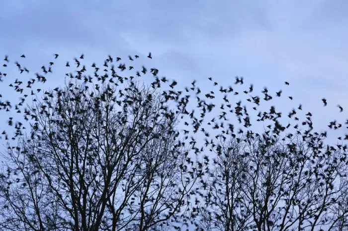 Framed Print : Starlings -Sturnus vulgaris-, flock, return of migratory birds in spring, Eckental, Middle Franconia, Bavaria, Germany Framed Print : Starlings -Sturnus vulgaris-, flock, return of migratory birds in spring, Eckental, Middle Franconia, Bavaria, Germany