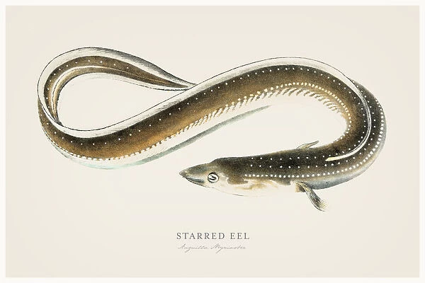 Starred Eel illustration 1856