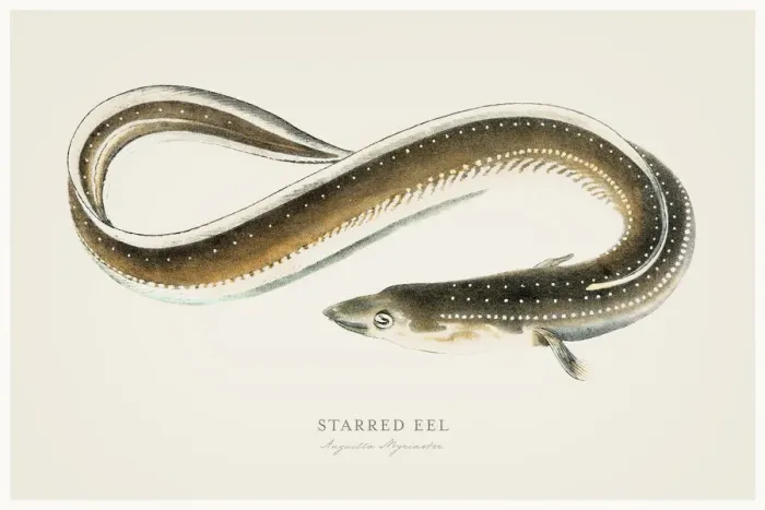 Framed Print : Starred Eel illustration 1856 Framed Print : Starred Eel illustration 1856
