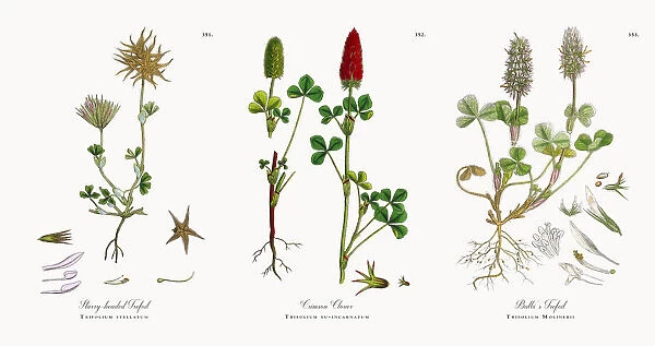 Starry-headed Trefoil, Trifolium stellatum, Victorian Botanical Illustration, 1863