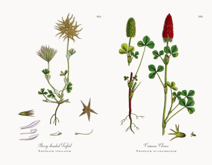 Framed Print : Starry-headed Trefoil, Trifolium stellatum, Victorian Botanical Illustration, 1863 Framed Print : Starry-headed Trefoil, Trifolium stellatum, Victorian Botanical Illustration, 1863