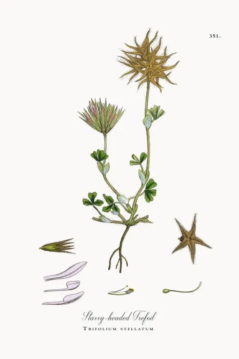 Framed Print : Starry-headed Trefoil, Trifolium stellatum, Victorian Botanical Illustration, 1863 Framed Print : Starry-headed Trefoil, Trifolium stellatum, Victorian Botanical Illustration, 1863