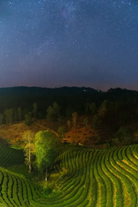 Framed Print : The stars over tea plantation
