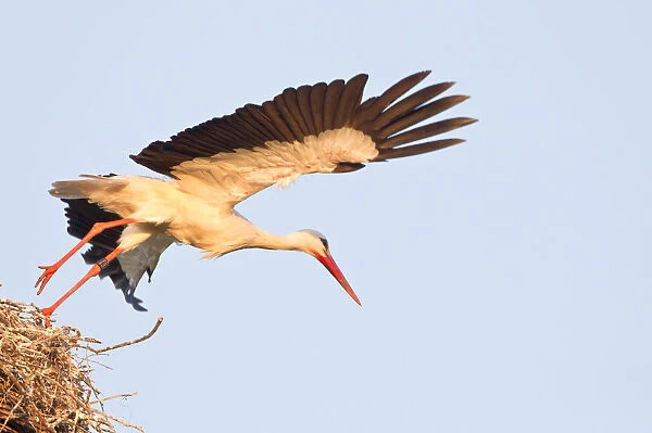 Start of a white stork -Ciconia ciconia- from the nest, Hesse, Germany